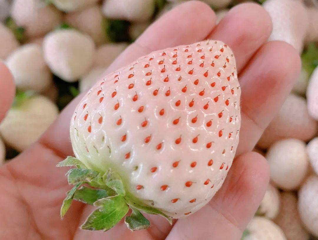 淡雪草莓顺丰空运138元2盒日本奈良种源白嫩剔透颗颗香甜的淡雪草莓