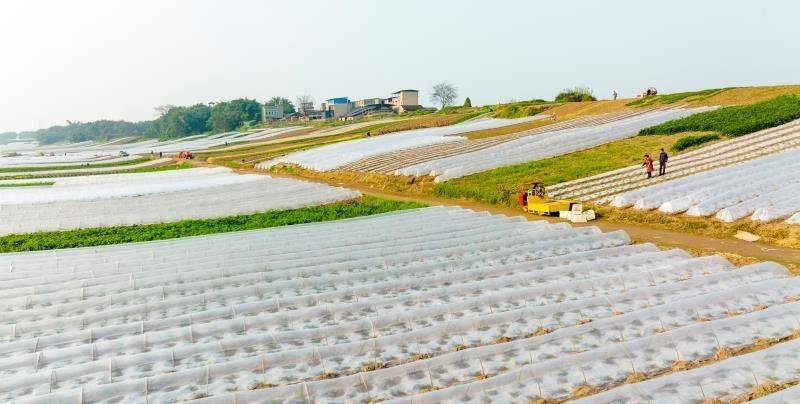 大中村|乡村振兴看巴南|莲花街道中坝岛最美春耕图