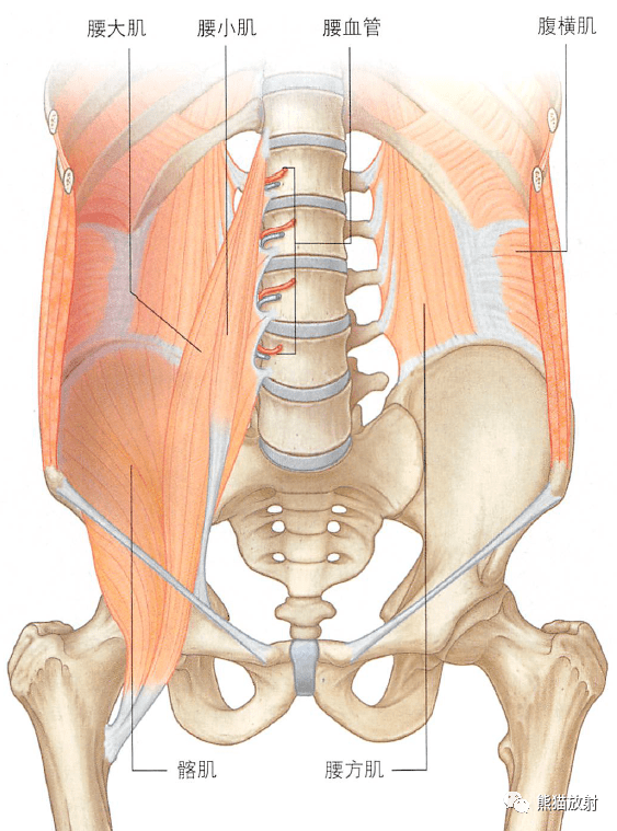 解剖丨腹后壁和腹膜后间隙