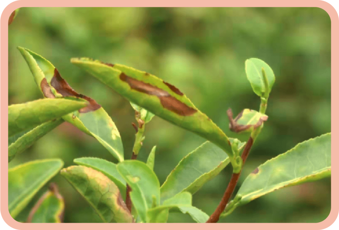 茶叶要挑虫咬的?怪不得叫"东方美人茶"_绿叶_茶树_物质