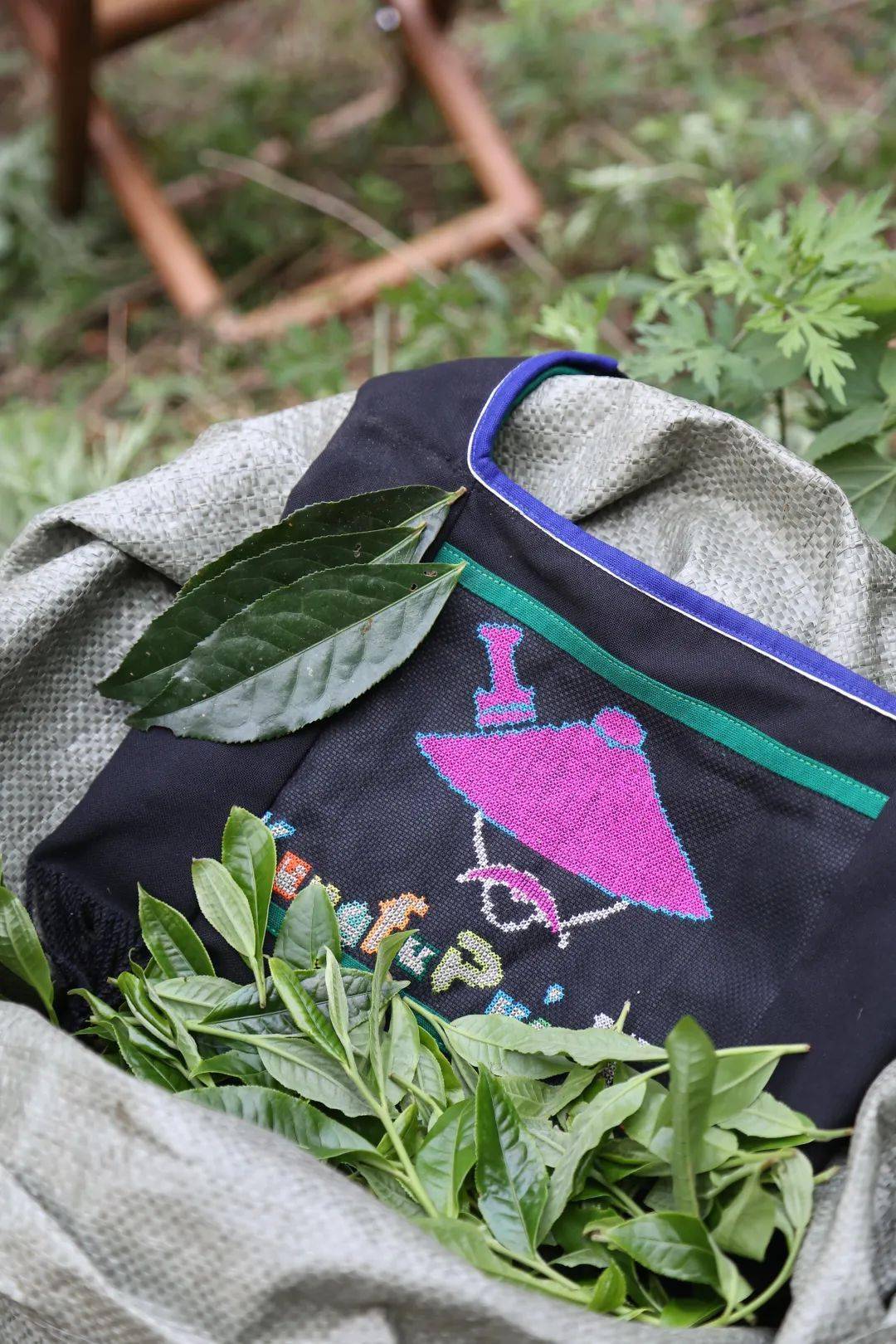 书剑说普洱| 黄金叶：茶有一老，如有一宝_搜狐网