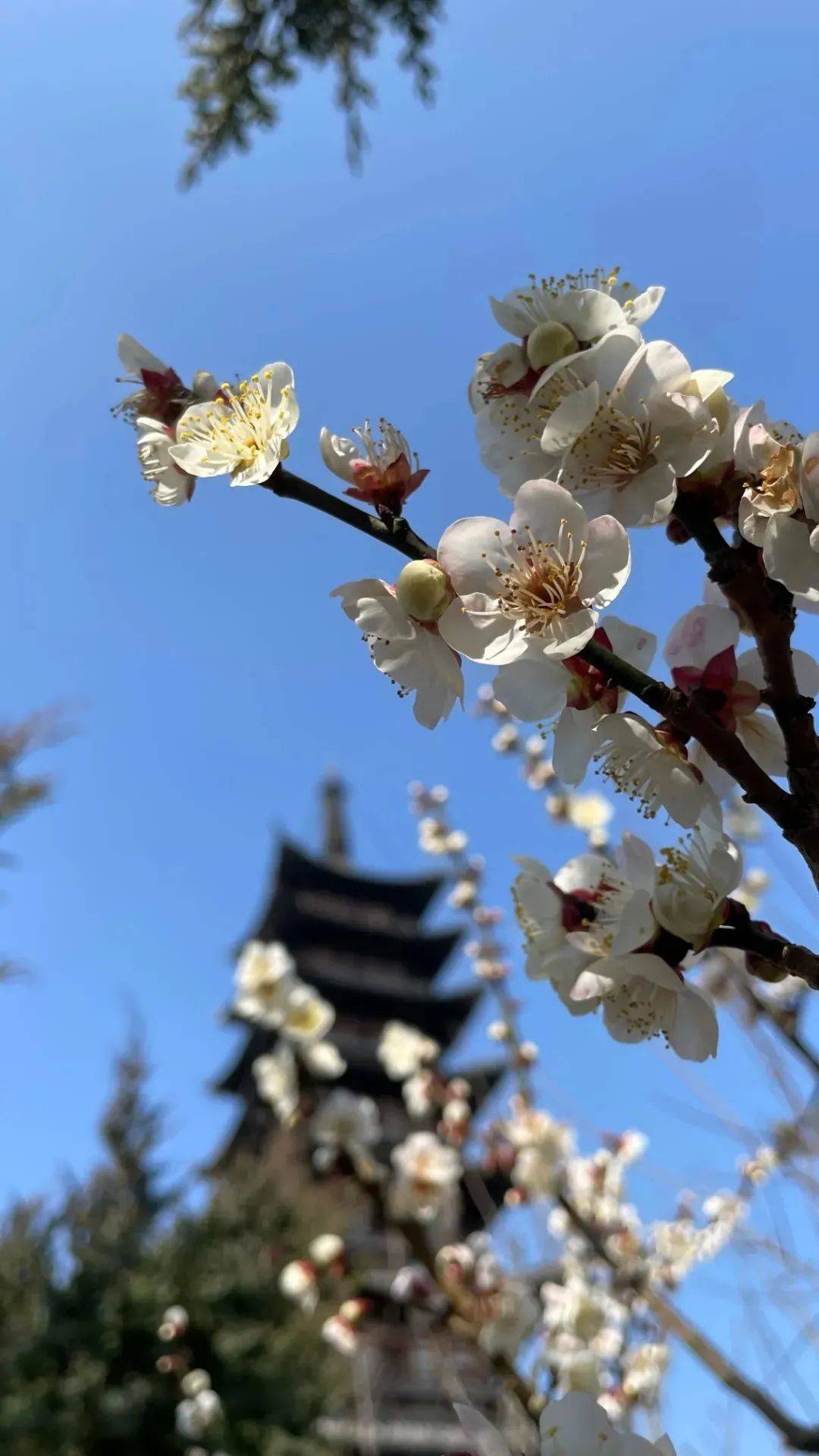 门票|梅花季上线！你要的古风红墙映梅高清图都在这里啦