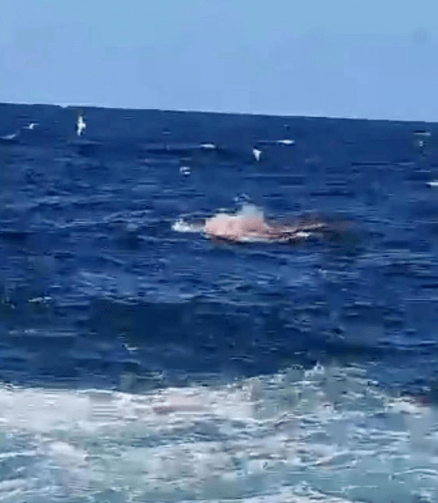 大白鲨吃人悉尼图片