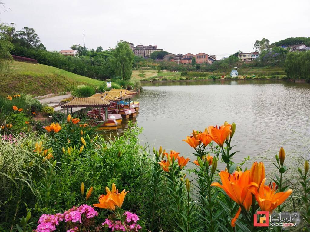 沿灘區永安鎮觀音湖的鬱金香開啦,歡迎打卡_旅遊_活動_遊客