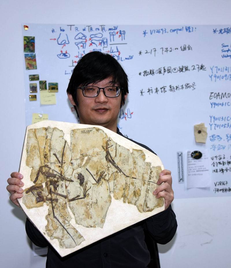 成年|生物多样性｜远古新发现：1.6亿年前鲲鹏翼龙爱吃古鳕鱼