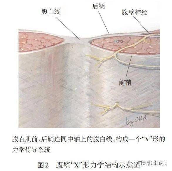 腹白线位置图图片