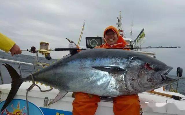 史上最全壽司食材寶典_金槍魚_魚肉_日本