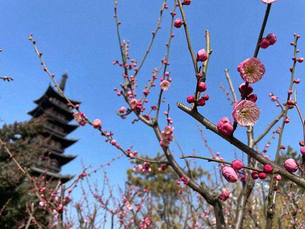 上海|限时观赏！上海多家公园蜡梅和梅花同时绽放