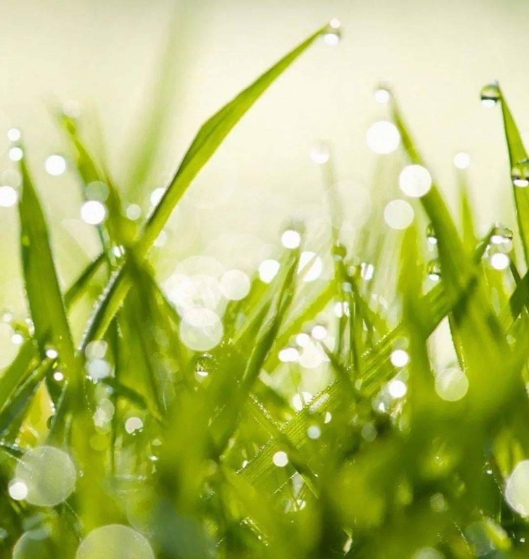 天将化雨舒清景草木萌动待春耕