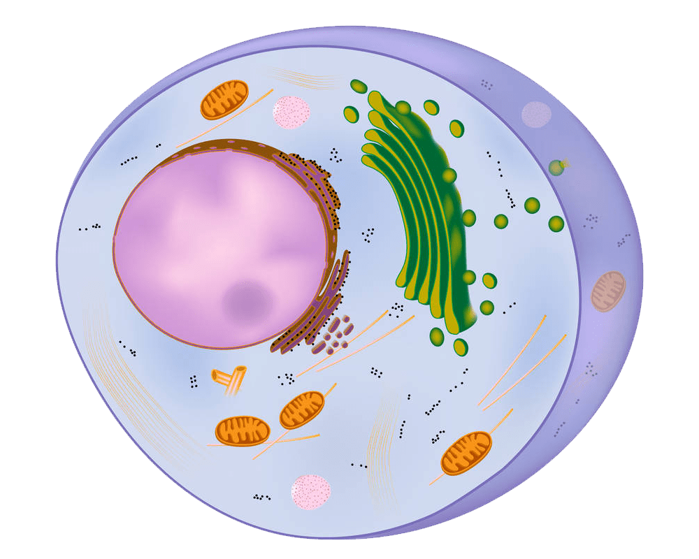 高中生物細胞的結構超清圖
