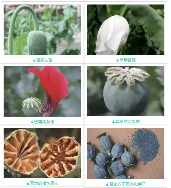 罂粟花的生长过程图片