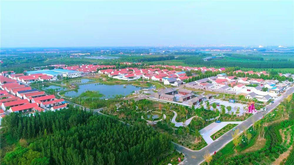 支部领办合作社商河县贾庄镇孟庄铺村知母地黄和丹参产业振兴中草药