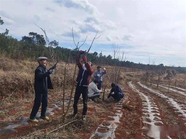 【基层】曲靖会泽县者海镇:志愿服务常态化 文明实践树新风_群众_疫情
