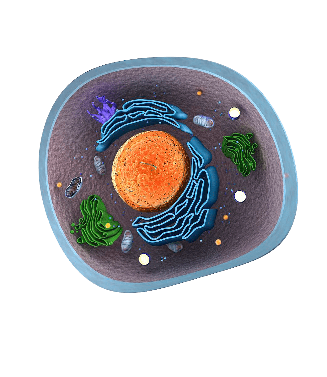 高中生物细胞的结构超清图