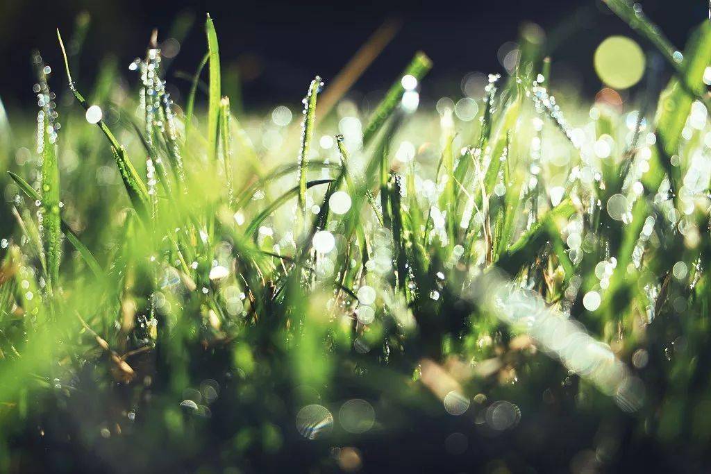 春雨貴如油關於雨水節氣的小知識,一起來看看吧.