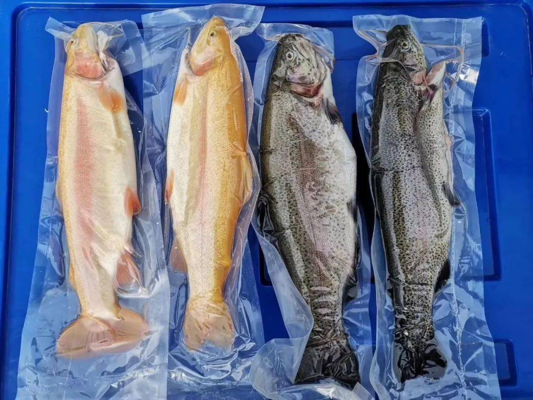 金鳟鱼肉质细嫩,味道鲜美,肉厚刺少,营养价值极高,蛋白质含量丰富