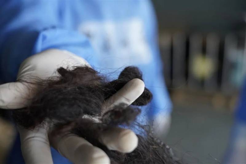 港珠澳大桥海关查获120公斤毛发肉眼可见虫卵般的物体