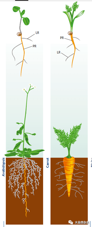 合果芋变态根类型图片