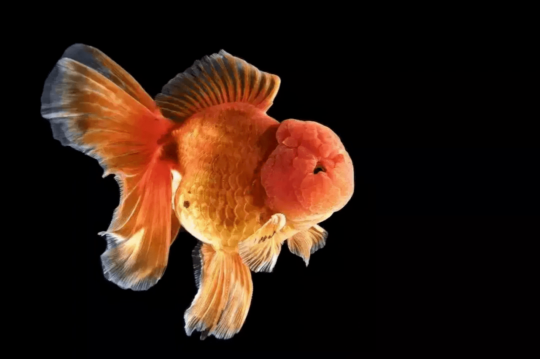 古厝夜话游向世界的福州金鱼