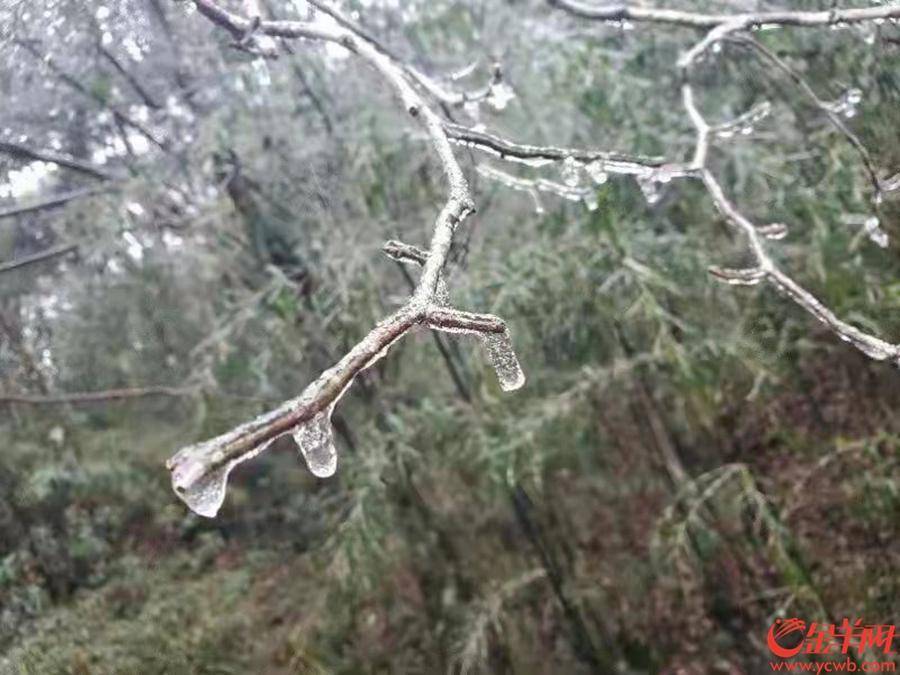 冰挂|美！广东南岭迎来2022年第一场雪