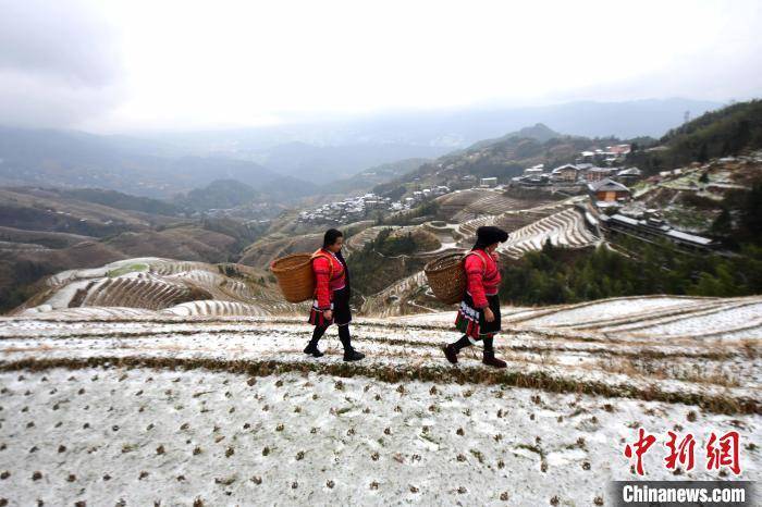 吊脚楼|广西龙胜：龙脊梯田迎来今年首场降雪