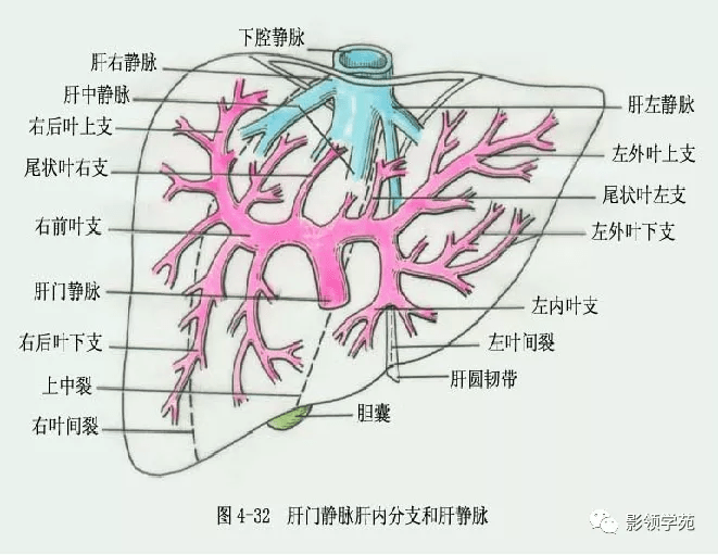 肝横沟图片