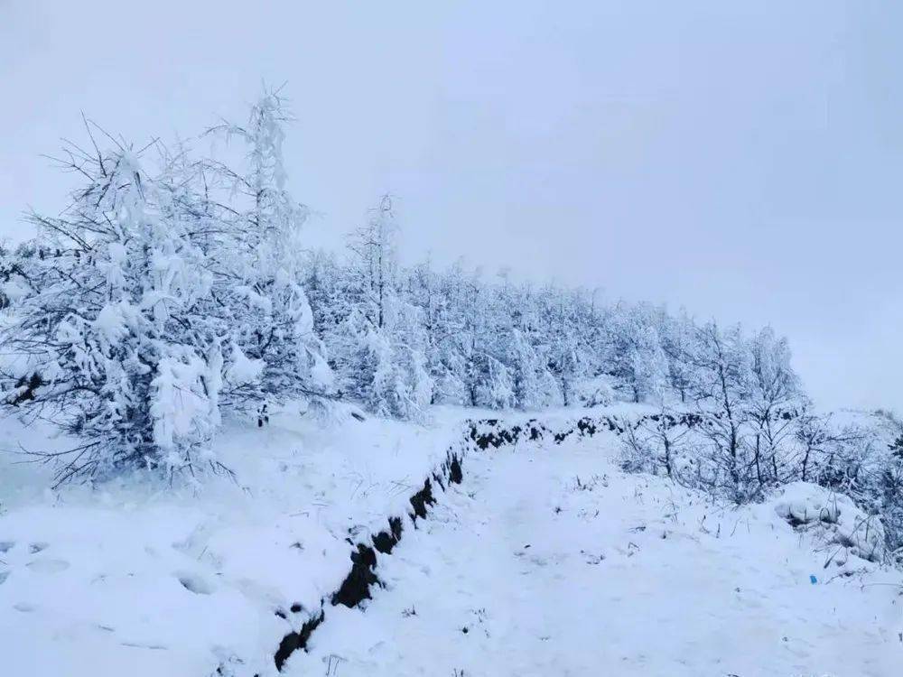 2022四明山踏雪224四明山又又又下雪了登四明山華蓋山賞林海雪原風景