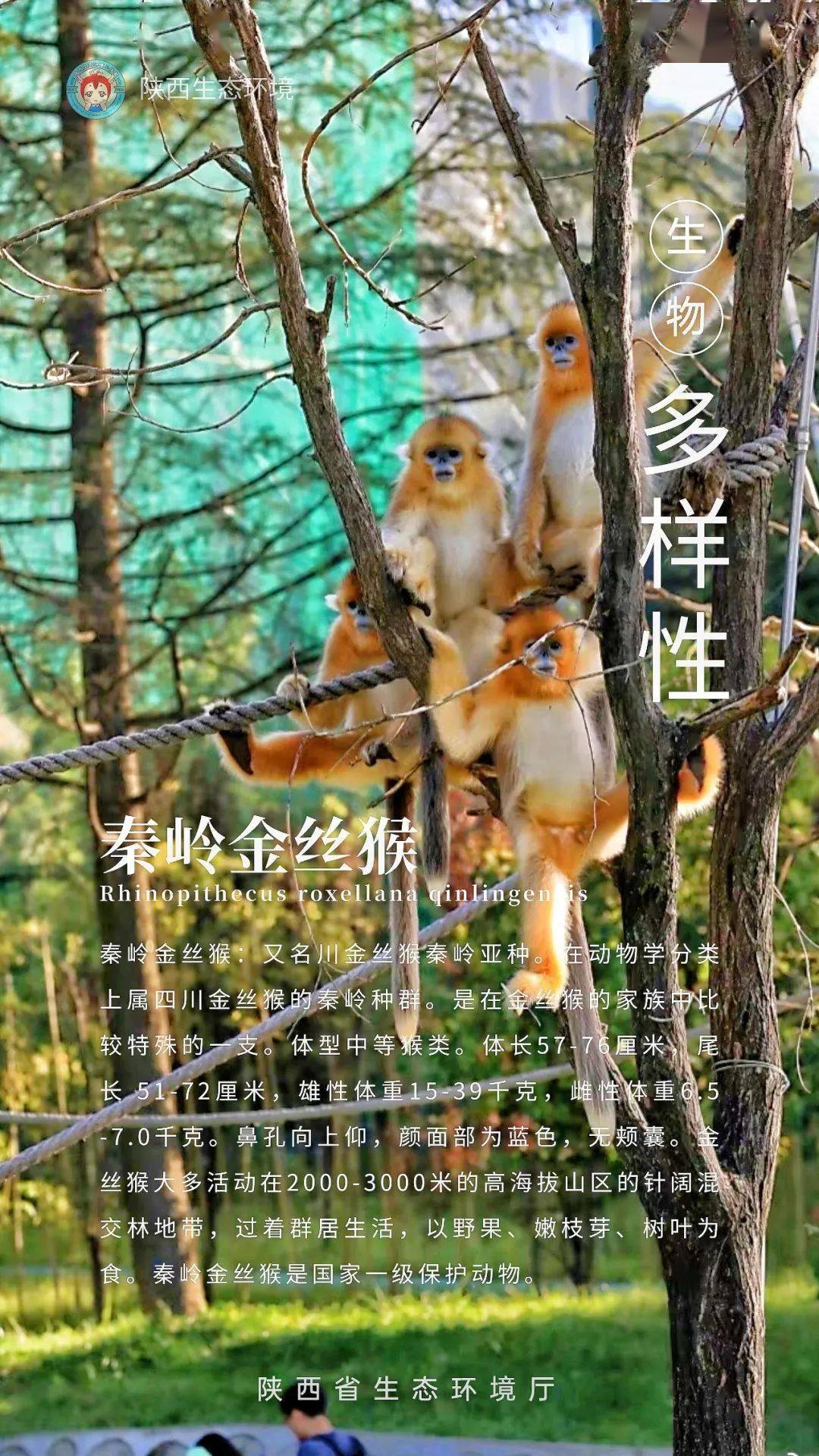 保护生物多样性系列海报三丨人与自然和谐共生携手共建美好家园
