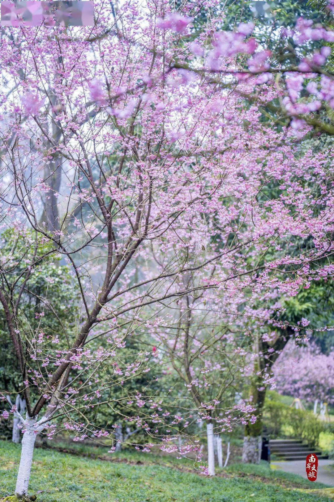 南山植物园早樱,足以惊艳整个春天!