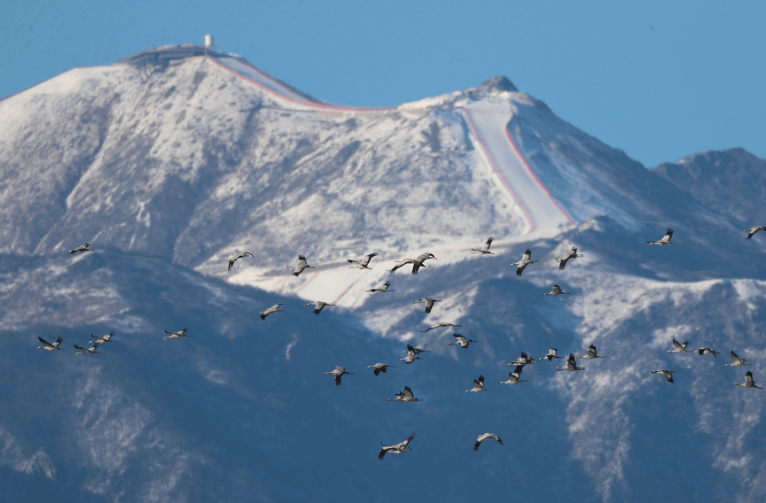 今天迁徙的天鹅进京了飞越八达岭长城国家高山滑雪中心