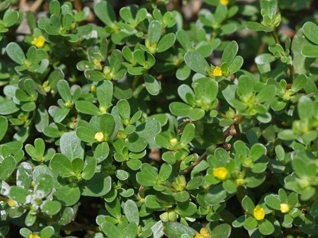 解毒_功效_主治