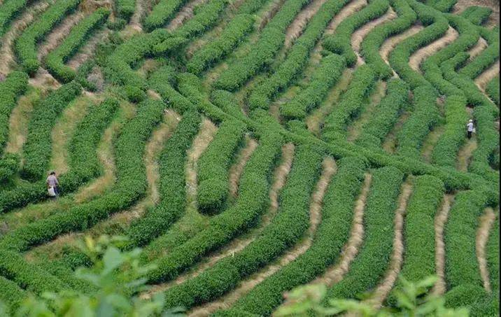 政和|政和高山10年陈荒野白茶,双非遗大师力作,醇厚山野韵,难得一遇稀缺体验!