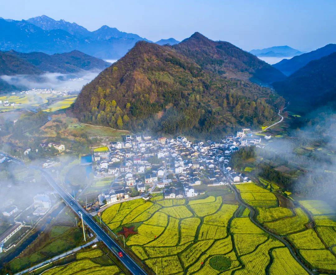 油菜花_黄山区_焦村镇