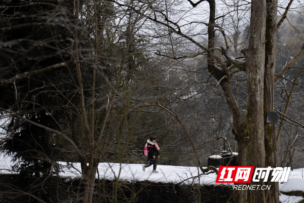 树作|湖南蓝山：春雪如期而至 雪景美不胜收