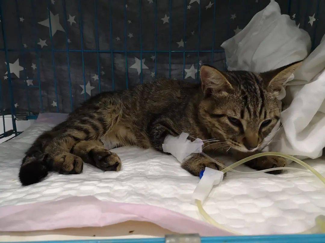 什么是猫咪应激