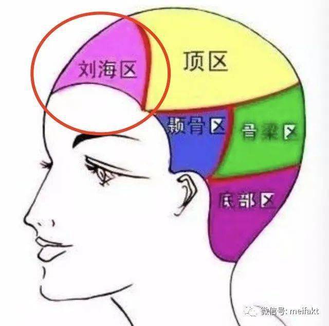 知识点:刘海区与骨梁区的作用与特点_美发_分区_部分