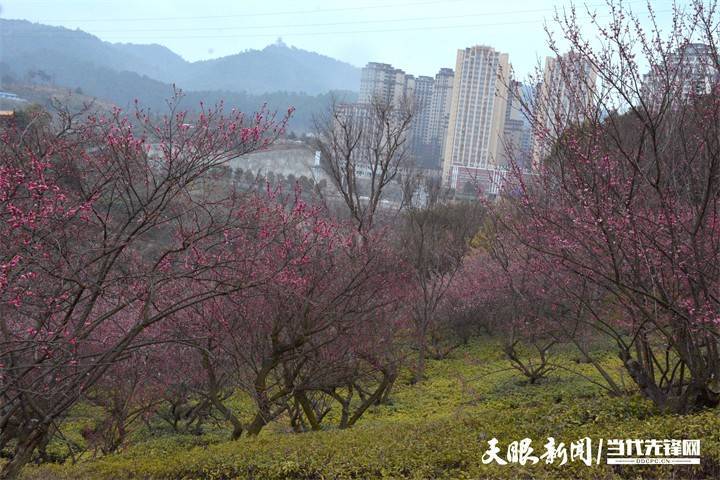 双龙|贵阳双龙生态公园：踏雪寻梅