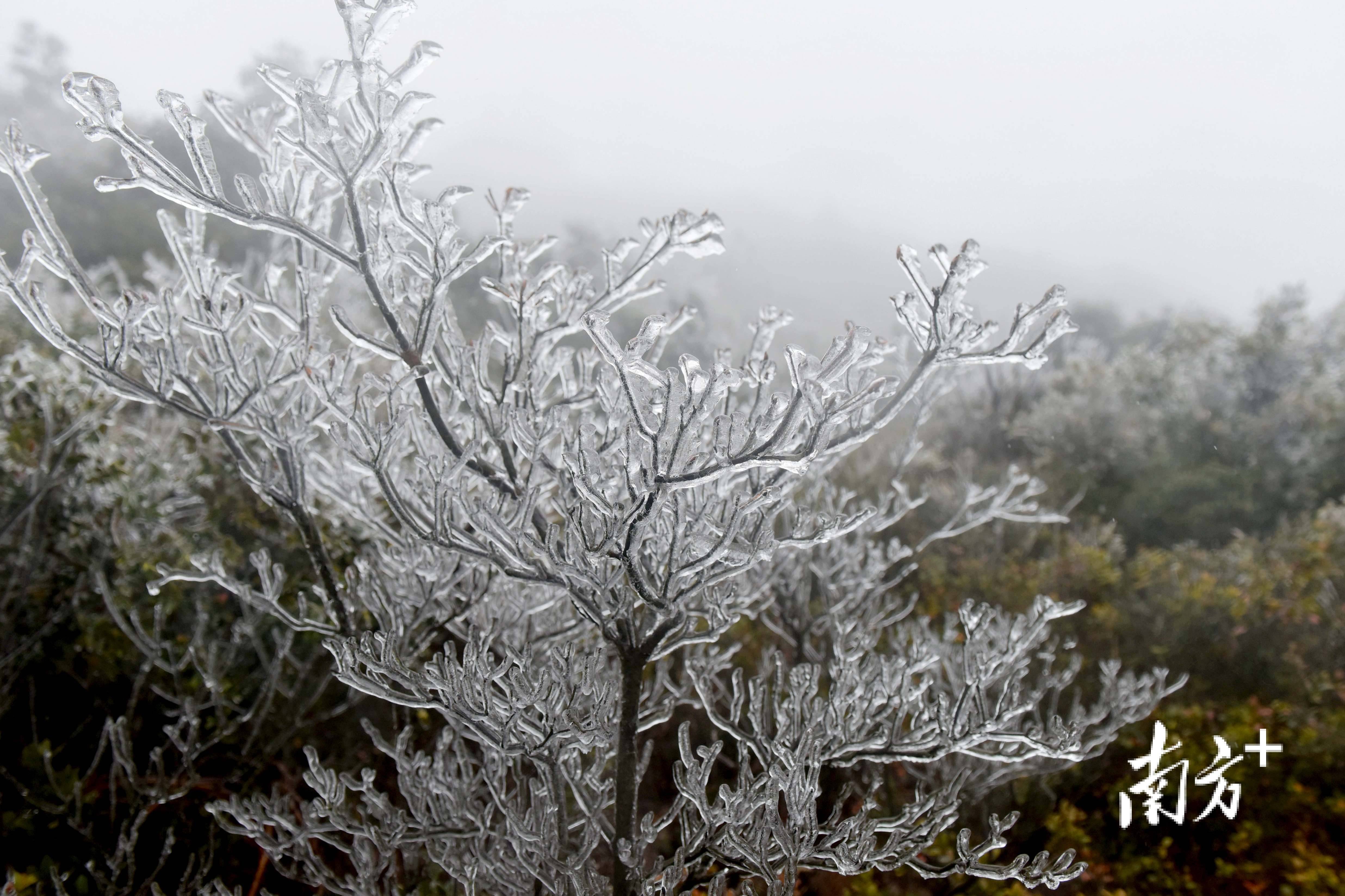 惠州多地出现雨凇冰挂景观_最低温_气温_天气