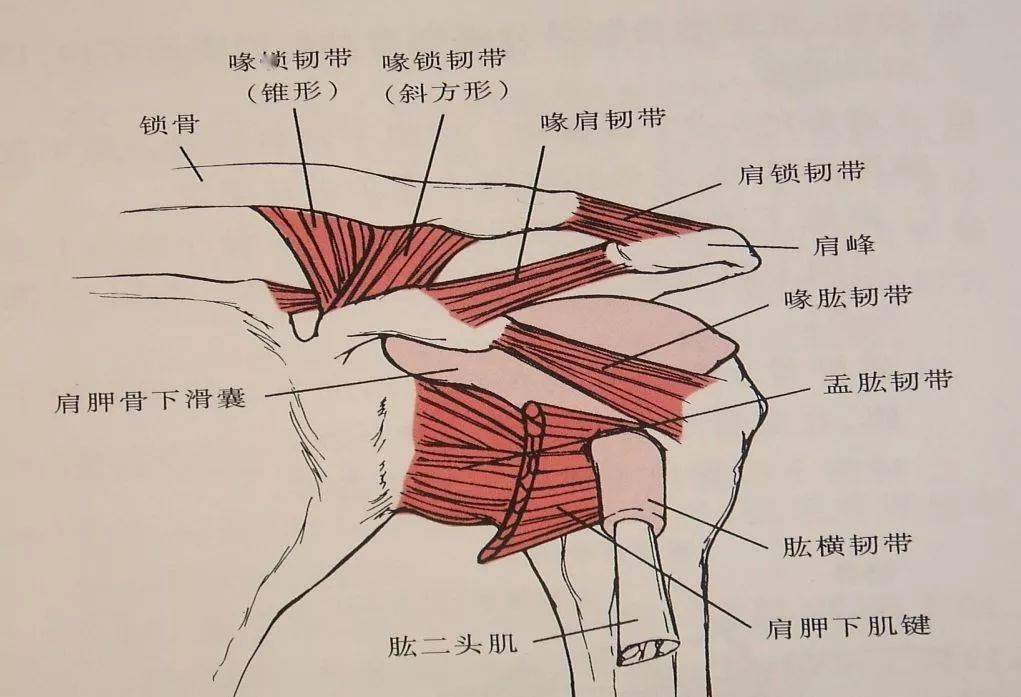 肩袖解剖图详细图片