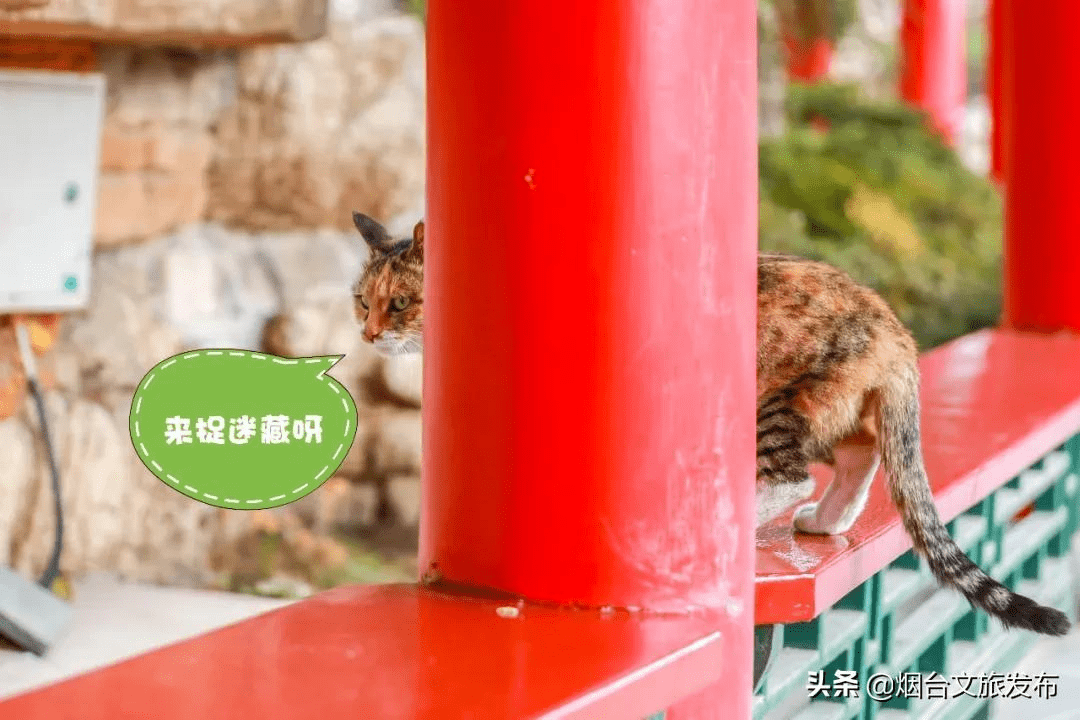 馋猫|这个春天傲娇的猫小主喊你来蓬莱！