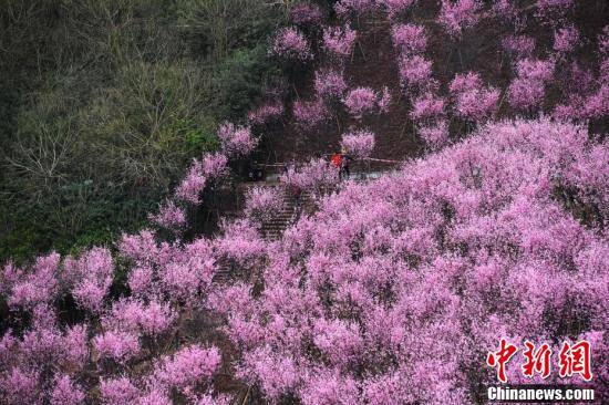 市民|初春时节 重庆大面积梅花盛开分外夺目