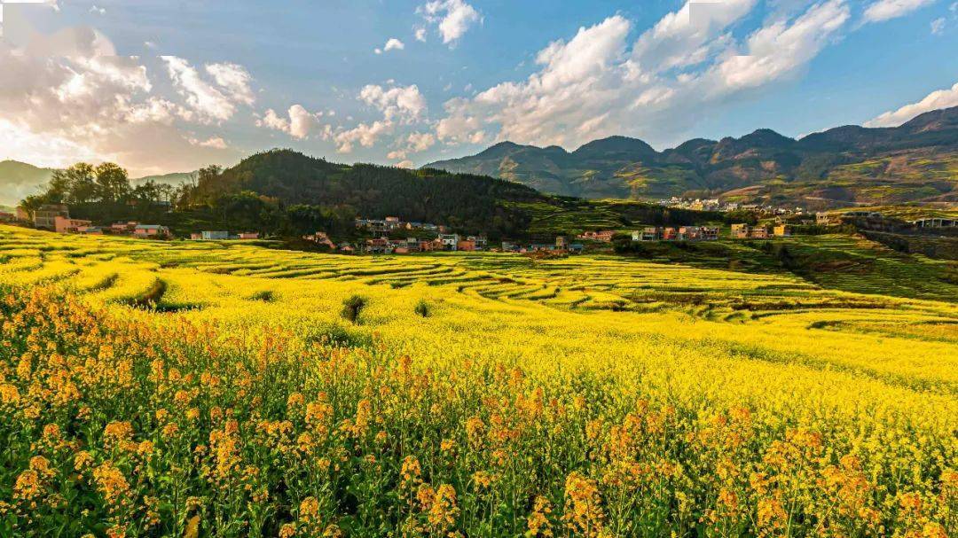 盘州旅游一场万亩梯田花海的视觉盛宴