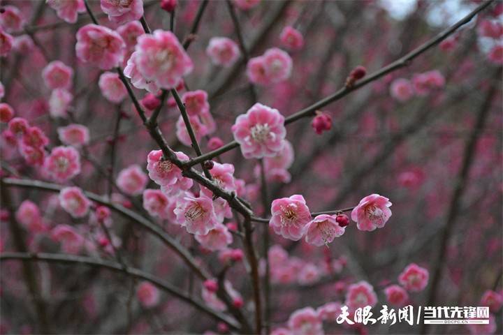 双龙|贵阳双龙生态公园：踏雪寻梅