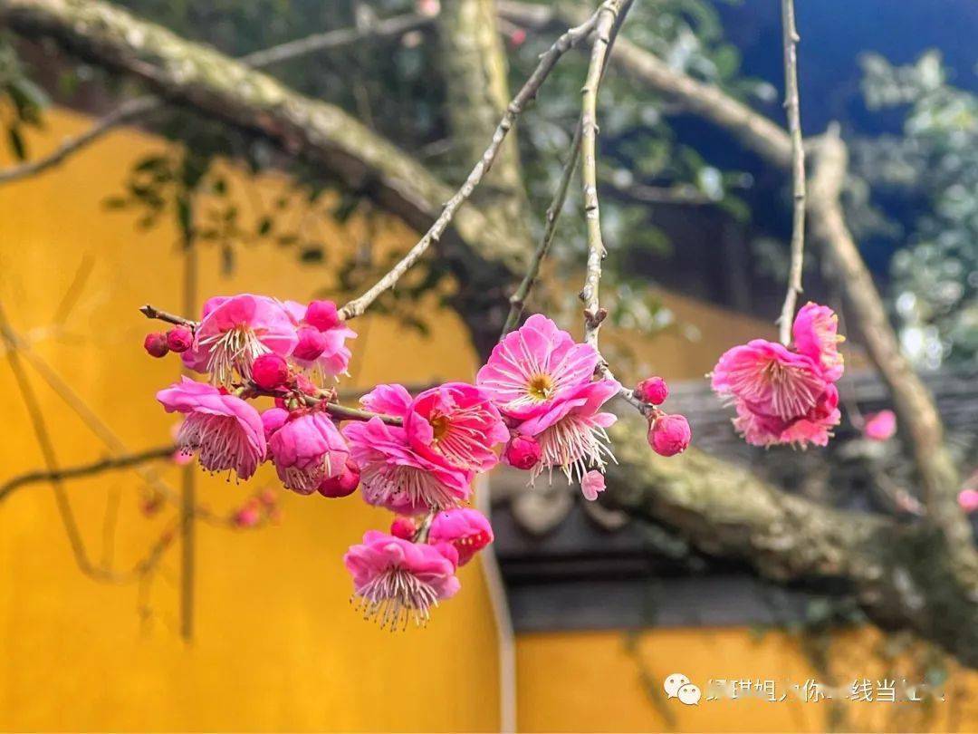 西湖边最安静的寺庙一一慧因高丽寺_梅花_游客_杭州
