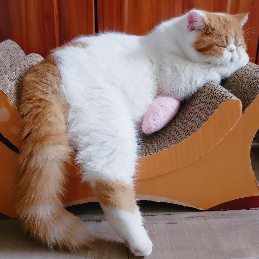 原来长得呆萌的加菲猫也有性感长腿这表情太撩人了我要偷猫