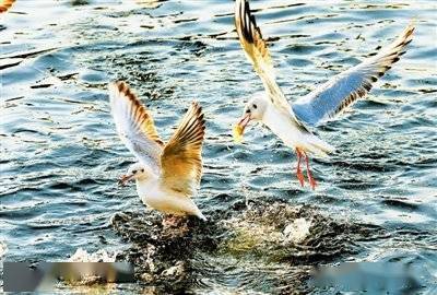 海鸥|鸥群戏水 扮靓海河