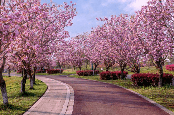 3月4111825日英德出發38女神節打卡粉色花海廉江櫻花公園浪漫金沙灣