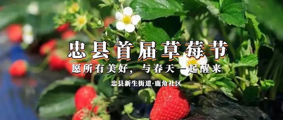 社区|春果盛宴 忠县首届草莓文化旅游节来袭