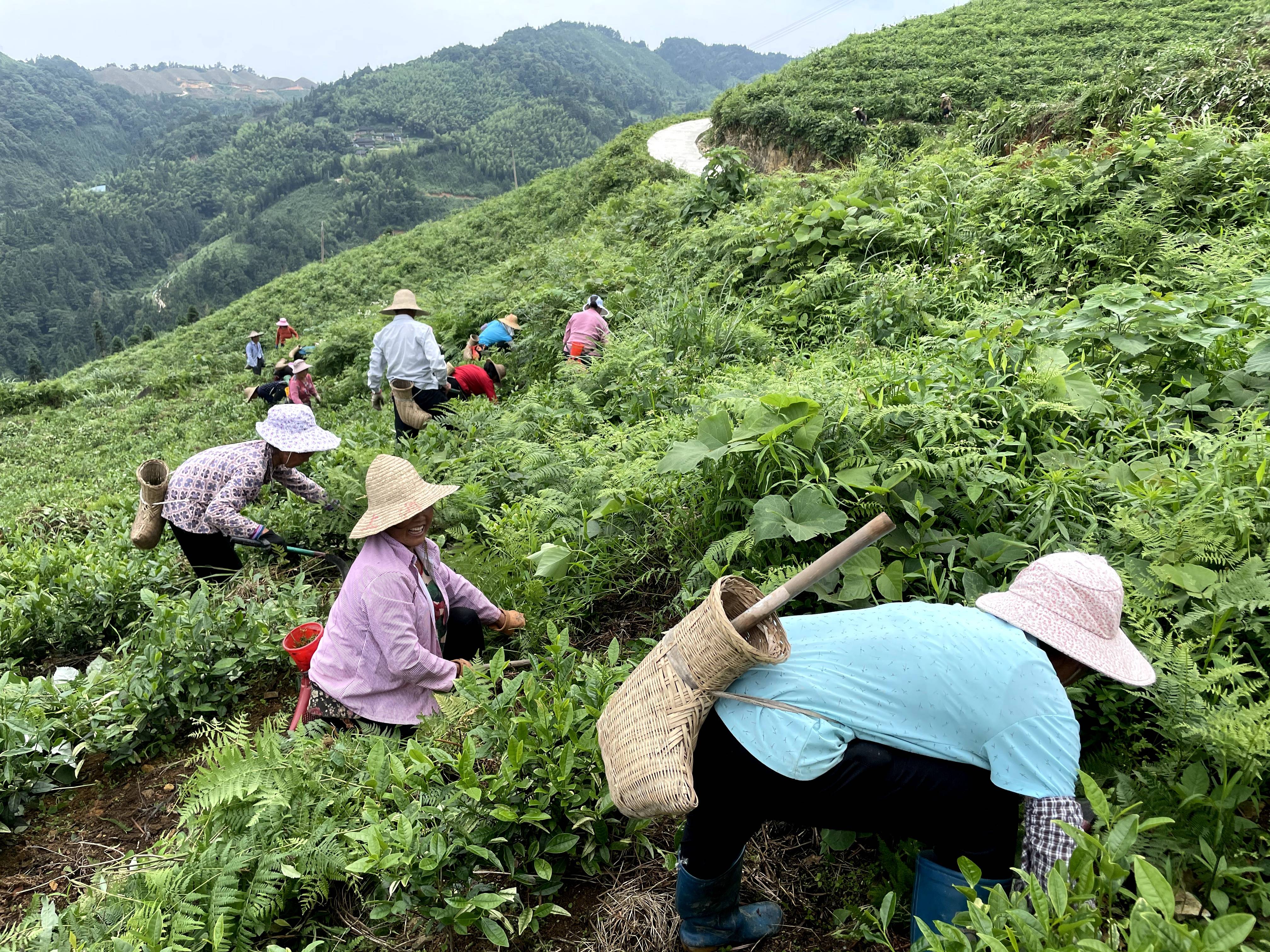 农户|榕江崇义乡:人勤春来早 茶树管护忙