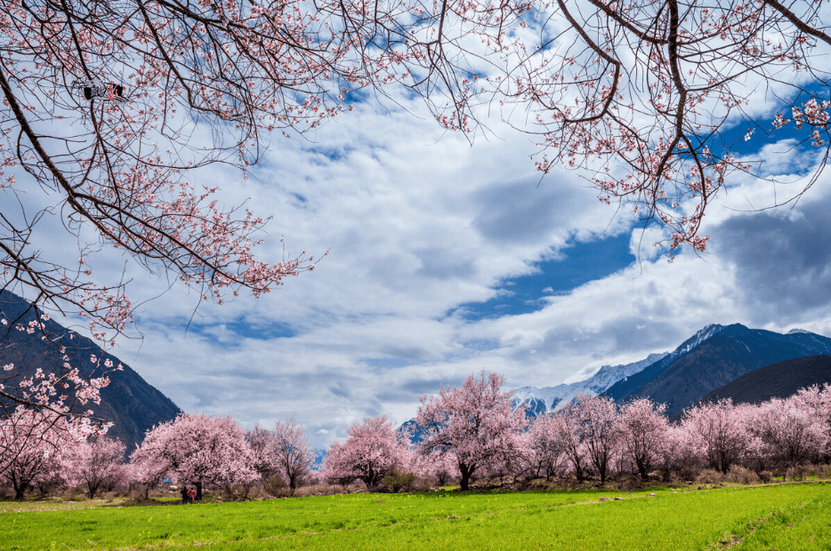 它藏了中国最美的春天